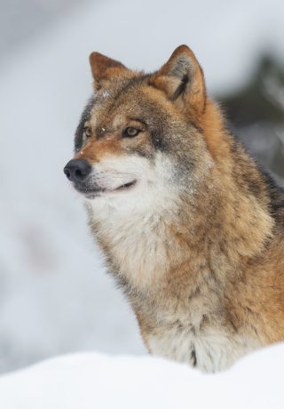 czerwony-wilk-w-lesie-pokrytym-sniegiem-i-drzewami-min