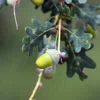 zblizenie-zoladz-w-drewnie-latem-min